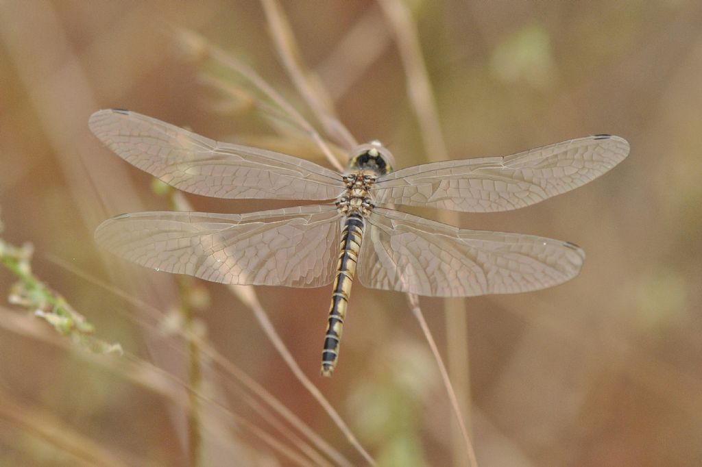 SELYSIOTHEMIS NIGRA: PRIMA SEGNALAZIONE IN PIEMONTE!!!